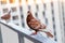 Two brown red pigeons on the balcony