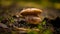 Two brown round fungus on mossy forest ground.