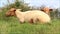 Two brown sheep lying and ruminating in grass