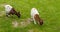 Two brown spotted baby goats graze in the meadow