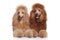 Two brown Standard Poodles