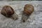 Two brown vineyard snails Helix pomatia on a bright tree trunk