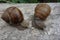 Two brown vineyard snails Helix pomatia on a bright tree trunk