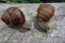 Two brown vineyard snails Helix pomatia on a bright tree trunk