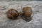 Two brown vineyard snails Helix pomatia on a bright tree trunk