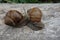 Two brown vineyard snails Helix pomatia on a bright tree trunk