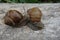 Two brown vineyard snails Helix pomatia on a bright tree trunk