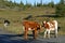 Two brown and white calves stand looking into the camera on the road against the background of a hilly pasture.
