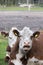 Two brown and white Cattle Hereford Ruminating on Pastureat, they are looking at the camera