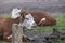 Two brown and white Cattle Hereford Ruminating on Pastureat, they are looking at the camera