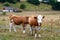 Two brown and white cows in a pasture with an old half-timbered farm building in the background in Ã–sterlen, Sweden