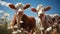 Two brown and white cows standing in a field of flowers