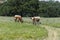 Two brown and white Longhorn cattle walking across pasture