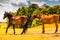 Two brown wild horses on meadow field