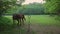 two brown young horses walk in forest meadow