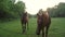 two brown young horses walk in forest meadow