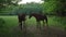 two brown young horses walk in forest meadow with rounded lamp on tripod