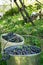 Two buckets full of freshly harvested grapes in the agriculture field