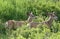 Two bucks in a field with velvet horns in montana