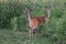 Two Bucks in Velvet in Northern Pennsylvania