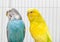 Two budgerigars  in cage