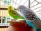 Two budgerigars in cage