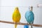 Two budgerigars sitting on a branch in cage