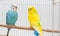 Two budgerigars sitting on a branch in cage