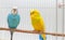 Two budgerigars sitting on a branch in cage