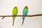 Two budgerigars sitting on the twig