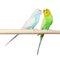 Two Budgie sit on a perch