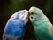 Two budgies