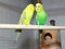 Two budgies in a cage