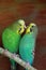 Two budgies kissing