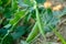 Two buds of green verdant peas growing in the garden