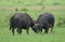 Two buffalo bulls fighting in Kruger Park