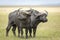 Two buffalo bulls standing alert in the Masai Mara plains in Kenya