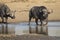 Two buffalo bulls walking into water with ox-peckers on their back in Kruger Park South Africa