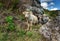 Two buffalo on the rice field in Tana Toraja