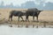 Two buffalo in the river. Buffalo kerbau,