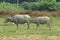 Two buffalo in the river. Buffalo kerbau, also called water buffalo