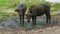 Two buffalo stand in the mud.