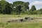 Two buffaloes, completely covered in mud, lie in a puddle in the savannah.