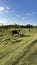 two buffaloes eating on a large grassy land