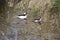 Two bufflehead ducks