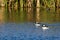 Two Bufflehead Ducks Swimming in the Autumn Pond