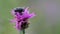Two bugs meetings on flower (Tropinota hirta)