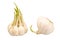 Two bulbs of sprouting garlic