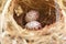 Two bulbul eggs in nest