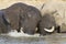 Two Bull African Elephants in water, South Africa